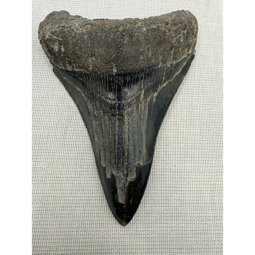 Set 3- Megalodon Teeth Mounted In Walnut 8x10 Shadow Box
